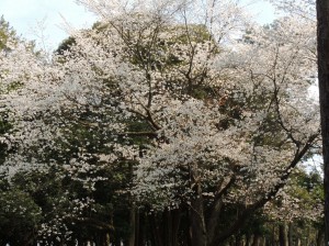 DSCN7616　サクラ